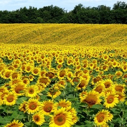 Пазл: Поле подсолнухов
