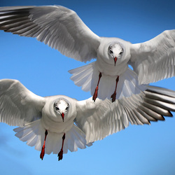 Пазл: Заход на посадку