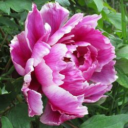 Пазл: Пионы