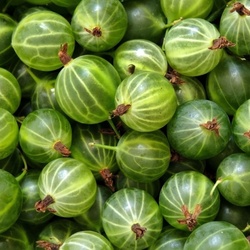 Пазл: Крыжовник