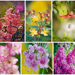 Пазл: Коллаж цветов