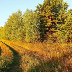 Пазл: Ярко-желтое лето