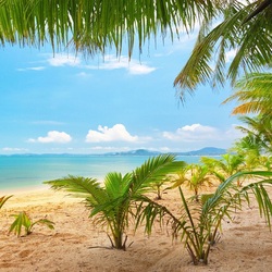 Пазл: Маленькие пальмы