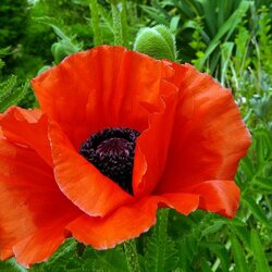 Пазл: Аленький цветок