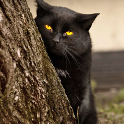 Пазл: В засаде