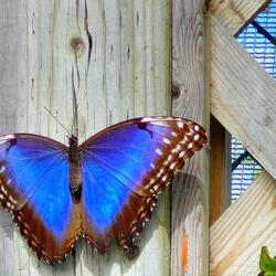 Пазл: Бабочка