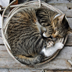 Пазл: Сон с жесткими ограничениями