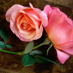 Пазл: Красавицы