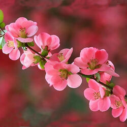 Пазл: Цветение