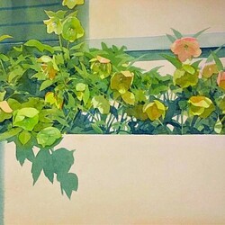 Пазл: Рождественская роза