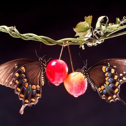 Пазл: Подружки