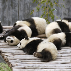 Пазл: Тихий час