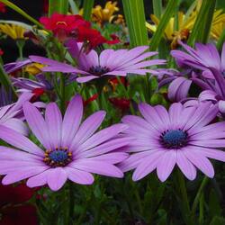 Пазл: Капская маргаритка