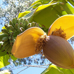 Пазл: Цветок банана