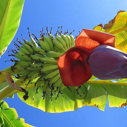 Пазл: Цветок банана