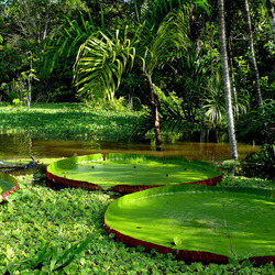 Пазл: Растительный мир Амазонки