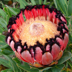 Пазл: Черная борода