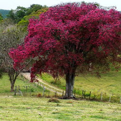 Пазл: Сапукайя