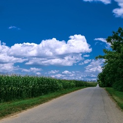 Пазл: Поле кукурузы