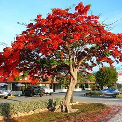 Пазл: Фламбоян