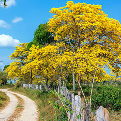 Пазл: Золотистая Табебуйя