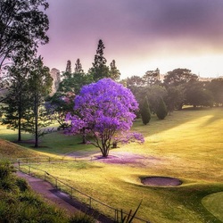 Пазл: Жакаранда 