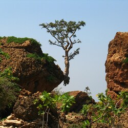 Пазл: Чудо природы