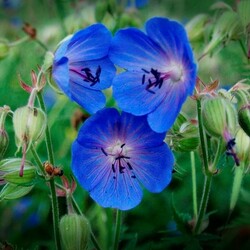 Пазл: Луговые цветы