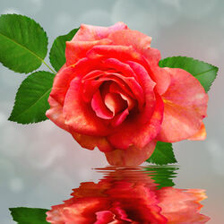 Пазл: Роза