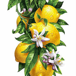 Пазл: Лимоны