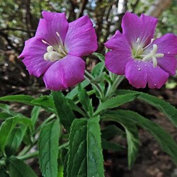 Пазл: Плантариум