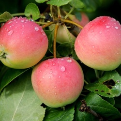 Пазл: Яблоки