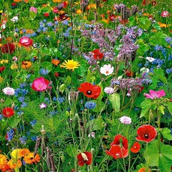 Пазл: Цветочный ковер