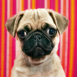 Пазл: Грустный мопс