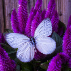 Пазл: Бабочка на цветке