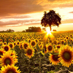 Пазл: Подсолнухи на закате