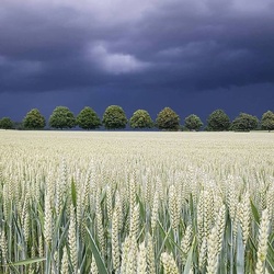 Пазл: Гроза надвигается