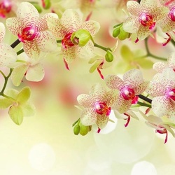 Пазл: Ветка орхидеи
