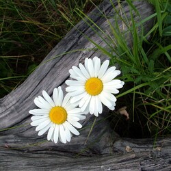 Пазл: Ромашки спрятались