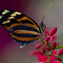 Пазл: Цветок и бабочка