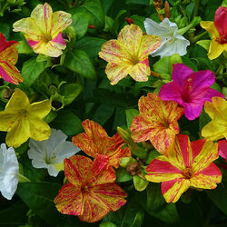 Пазл: Мирабилис