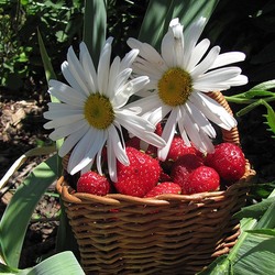 Пазл: Дары лета