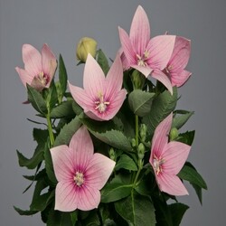 Пазл: Плактидон