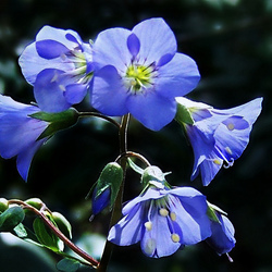 Пазл: Вьюнок