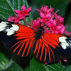 Пазл: Бабочка на цветке
