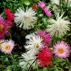 Пазл: Астрочки в саду