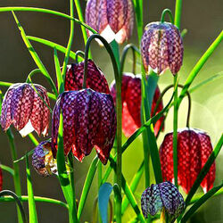 Пазл: Рябчик