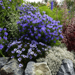 Пазл: Ясколка