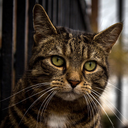 Пазл: Спокойствие