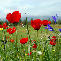Пазл: На лугу